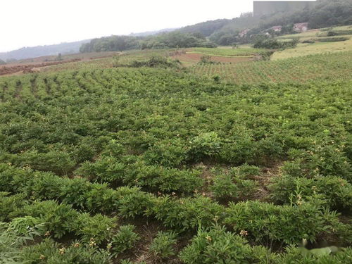 創新模式 以獎代補 中藥材種植成為東寶區脫貧增收新引擎